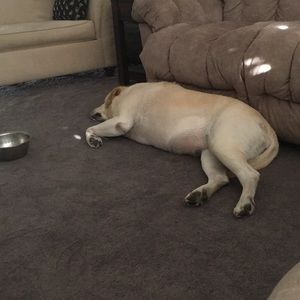 Meet your Posher, Ronald